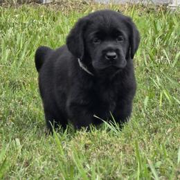 Tan girl - Black female Labrador Retriever puppy in Fort Myers, Florida from Big Cypress labradors