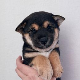 Chi-Chi - Black and tan female Shiba Inu puppy in Cypress, Texas from Southern Shibas
