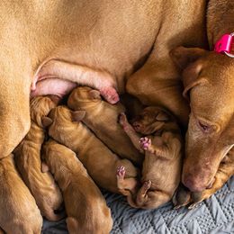 German Shorthaired Pointer, Vizsla, and Weimaraner Puppies from Nosam kennels