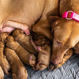 German Shorthaired Pointer, Vizsla, and Weimaraner Puppies from Nosam kennels