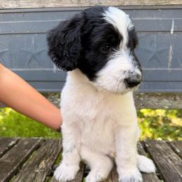 Onion - Black and white male Aussiedoodle puppy in New Philadelphia, Ohio from Oldtown Doodles