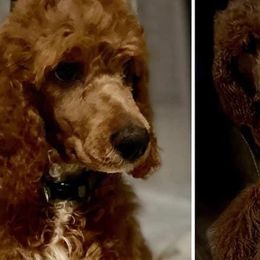 Goldendoodles and Poodles from Doods&Brews Poodles&Doodles