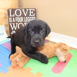 "Dina and Shadow's Litter Blue Collar" Labrador Retriever Puppies from Coram Deo Retrievers