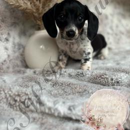 Dachshund Puppies from CSW Dachshunds