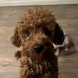 Lizzy - Poodle