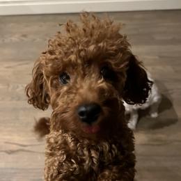 Lizzy - Poodle