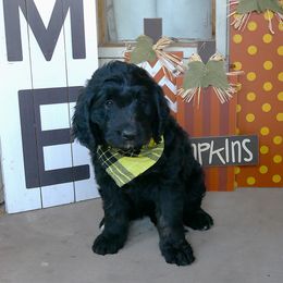 Diamond - Phantom female Bernedoodle puppy in Mesa, Arizona from Cookies and Cream Doodles