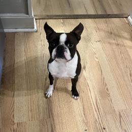 Dexter - Boston Terrier
