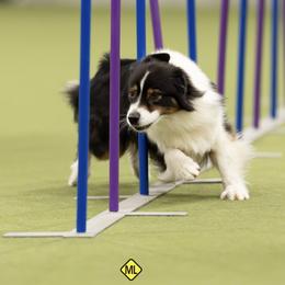 Essie - Australian Shepherd