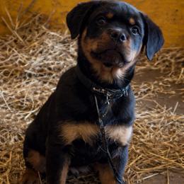 Black collar male - Black and mahogany male Rottweiler puppy in Beebe, Arkansas from Rottweilers Vom Haus Forte