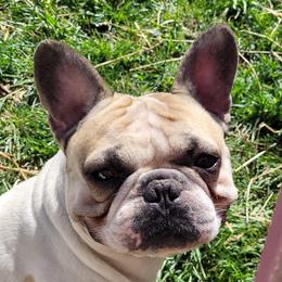 Waylon - French Bulldog