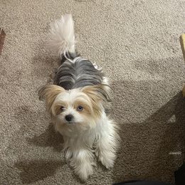 Loki - Shorkie