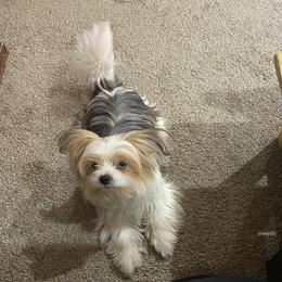 Loki - Shorkie