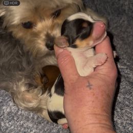 Male Parti Yorkie - Parti male Yorkshire Terrier puppy in Des Moines, Iowa from Diamond Yorkshire Terriers