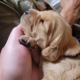 Golden Retriever and Pug All Grown Up from Paradise Peaks