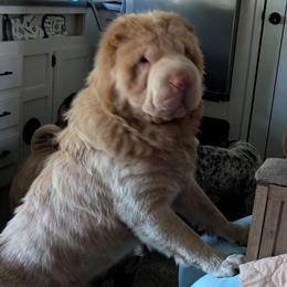 Doc - Chinese Shar-Pei