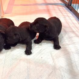 Black girl 3 - Black female Scottish Terrier puppy in Wellston, Ohio from White Apple Kennel