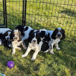 English Springer Spaniels from Majestic English Springer Spaniels