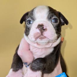 Obi-Wan Kenobi - Red male Boston Terrier puppy in Omaha, Illinois from Puppi Guppies
