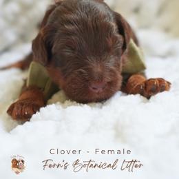 Clover - Chocolate female Goldendoodle puppy in Atlanta, Georgia from Teddy Puppies