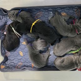 Yellow Collar: Female - Black brindle female Cane Corso puppy in St. Cloud, Florida from Magical Creature Cane Corso