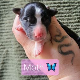 Moth - Tri-color female Border Collie puppy in Olive Hill, Kentucky from SaturnMoon MAS & BC
