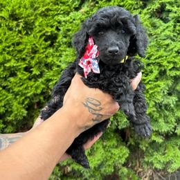 Maple - Black female Poodle puppy in Longview, Washington from Evergreen Miniature Poodles