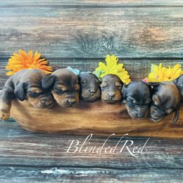 Dachshund and Poodle Puppies from Southbound Kennel