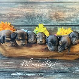 Dachshund and Poodle Puppies from Southbound Kennel