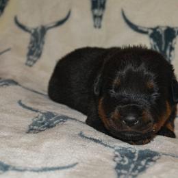 Boy 1 - Black and mahogany male Rottweiler puppy in Ethel, Washington from Titanenheim Rottweilers