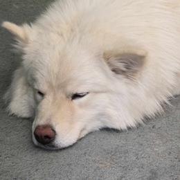 Snowbelle - Finnish Lapphund