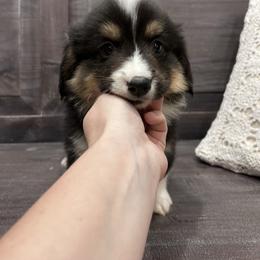 Green collar - Black and tan male American Corgi puppy in Flat Rock, Alabama from Fluffy Butt Acres