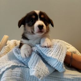 Pembroke Welsh Corgi Puppies from Patrick's Pembroke Welsh Corgis