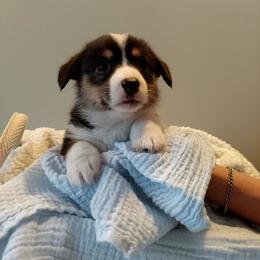 Pembroke Welsh Corgi Puppies from Patrick's Pembroke Welsh Corgis