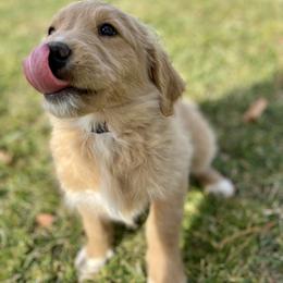 Goldendoodle Puppies from Cane Creek Goldendoodles