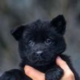 German Shepherd Puppies from vom Grenze Stadt German Shepherd Dogs