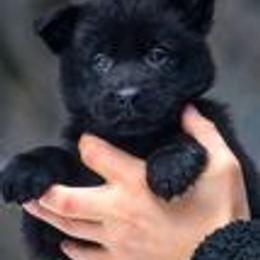 German Shepherd Puppies from vom Grenze Stadt German Shepherd Dogs