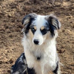 Aussiedoodles and Miniature Australian Shepherds from Rocking R Ranch Aussies