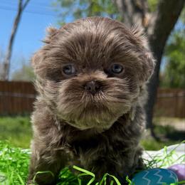 Monica - Lilac female Shih Tzu puppy in Desoto, Texas from Willow’s Wonderful Shih Tzu