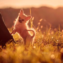 Chihuahua Puppies from DiLusso Chihuahuas