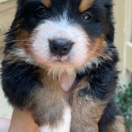 Hyacinth - Black rust and white female Bernese Mountain Dog puppy in Fountain, North Carolina from Stargirl Bernese Mountain Dogs