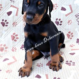 Red print collar 382 - Black and rust male Doberman Pinscher puppy in Harmony, North Carolina from Havenhaus Dobermans