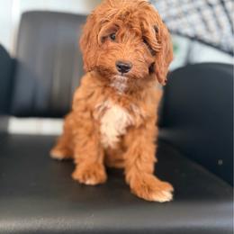 Nico - Caramel red male Australian Labradoodle puppy in Auburn, California from Poodles and Labradoodles breeder