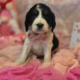 Cheers - Black white and tan male English Springer Spaniel puppy in Cookeville, Tennessee from Krossroads Kennel