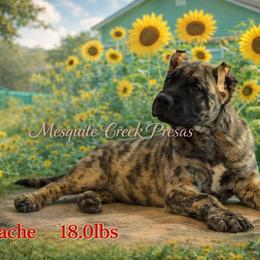 Apache - Tiger male Perro de Presa Canario puppy in Horizon, Texas from Mesquite Creek Kennels