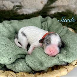 Suede - Merle male Cavapoo puppy in Midland, Michigan from Northern Charm Farm