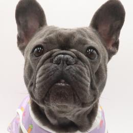 Chunky Monkey - French Bulldog