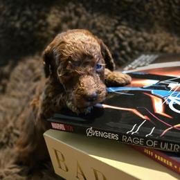 Penny - Red  female Poodle puppy in Statesboro, Georgia from Briar Creek Kennels