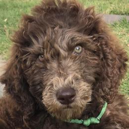Lord Idris Elbarkington Pupperton - Cafe au lait male Poodle puppy in Midlothian, Texas from Pristine Puppies & Signature Studs