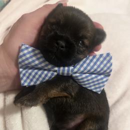 Teddy - Brown male Shihpoo puppy in Denver, Colorado from Angel babies